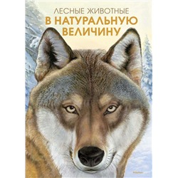 Лесные животные в натуральную величину. Хааг Х.